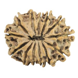 13 Mukhi Rudraksha 26.2mm 3.31gm - Rudraksha back