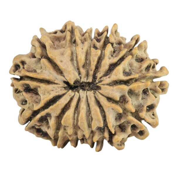 13 Mukhi Rudraksha 26.2mm 3.31gm - Rudraksha back