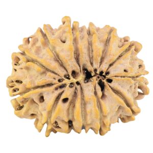 13 Mukhi Rudraksha 32.3mm 6.27gm - Rudraksha back