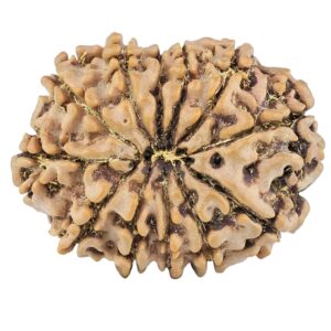 12 Mukhi Rudraksha 26.1mm 3.84gm - Origin: Nepal - Rudraksha back