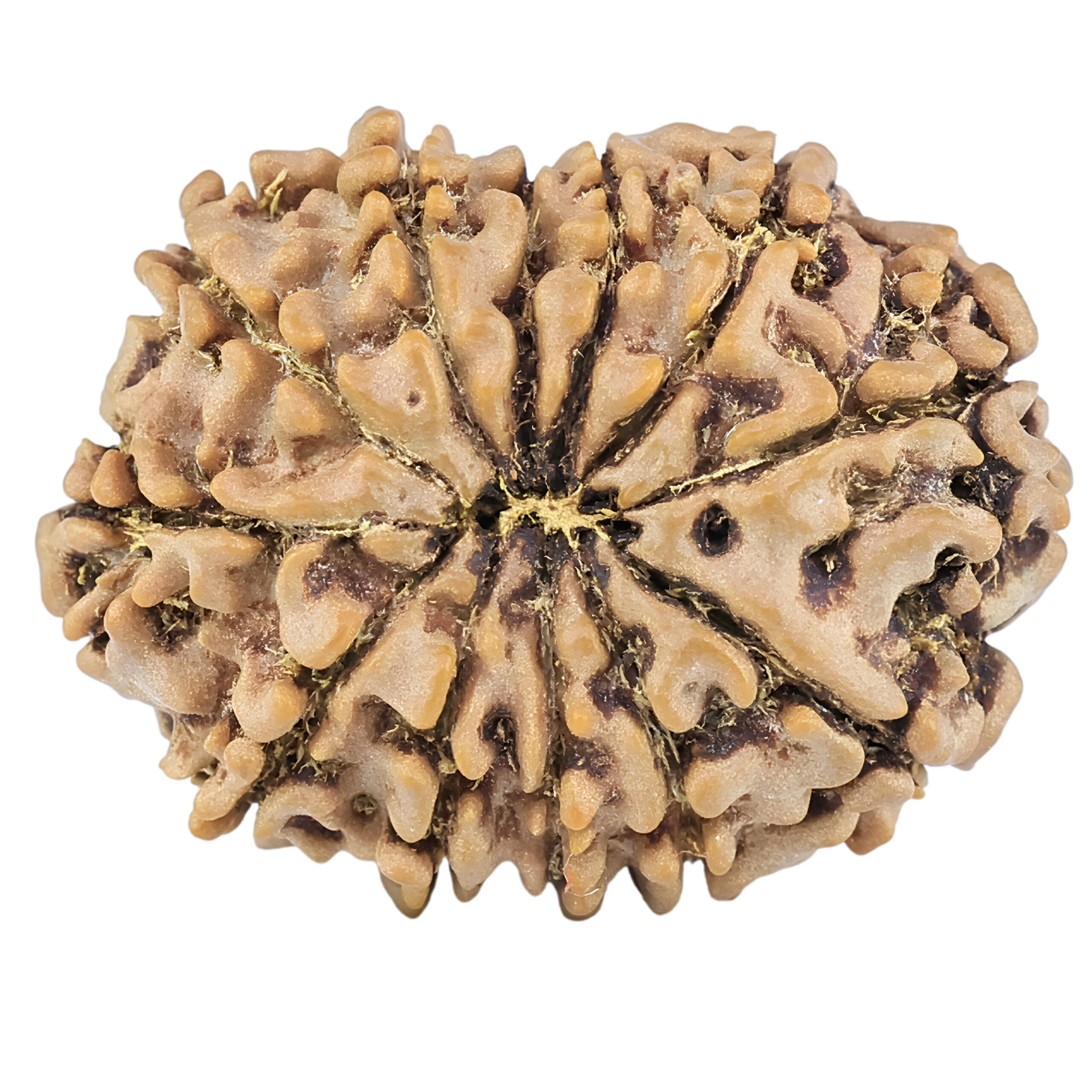 12 Mukhi Rudraksha 26.1mm 3.84gm - Origin: Nepal - Rudraksha back