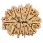 12 Mukhi Rudraksha 33.8mm 7.79gm - Rudraksha back