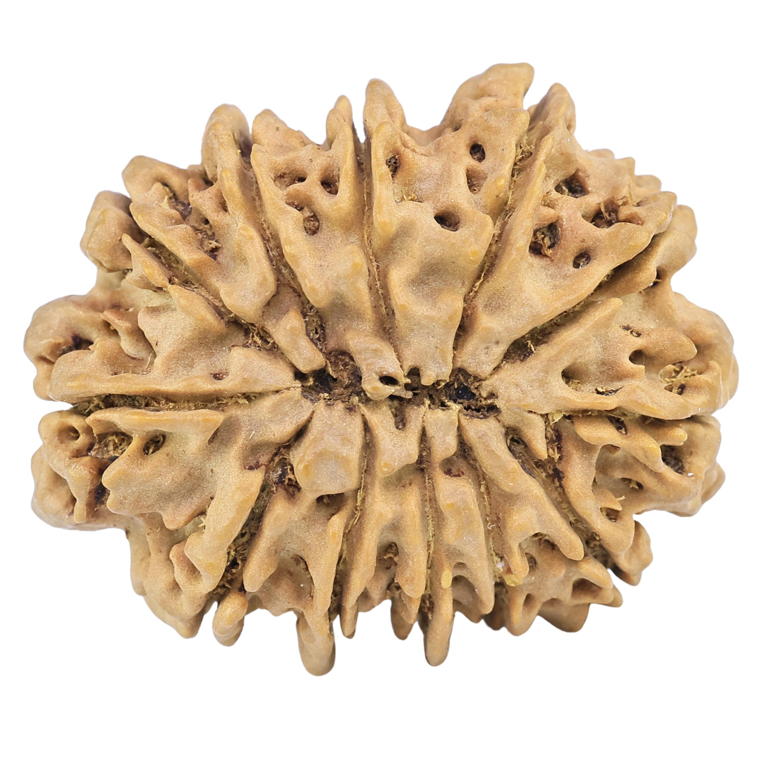 12 Mukhi Rudraksha 33.8mm 7.79gm - Rudraksha back