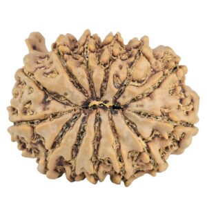 13 Mukhi Ganesh 27.2mm 4.46gm - Rudraksha back