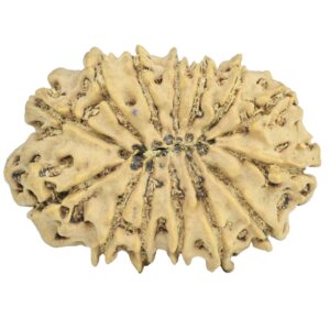 14 Mukhi Rudraksha 31mm 4.7gm - Rudraksha back