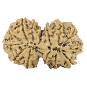 14 Mukhi Gaurishankar 34.5mm 6.19gm - Rudraksha back