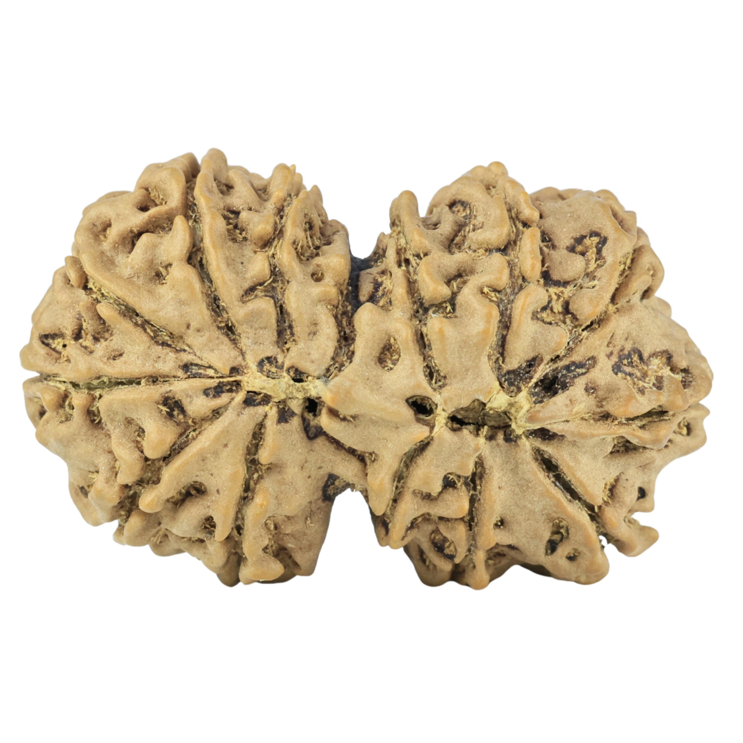 14 Mukhi Gaurishankar 34.5mm 6.19gm - Rudraksha back