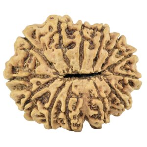 13 Mukhi Rudraksha 29.5mm 4.33gm - Rudraksha back