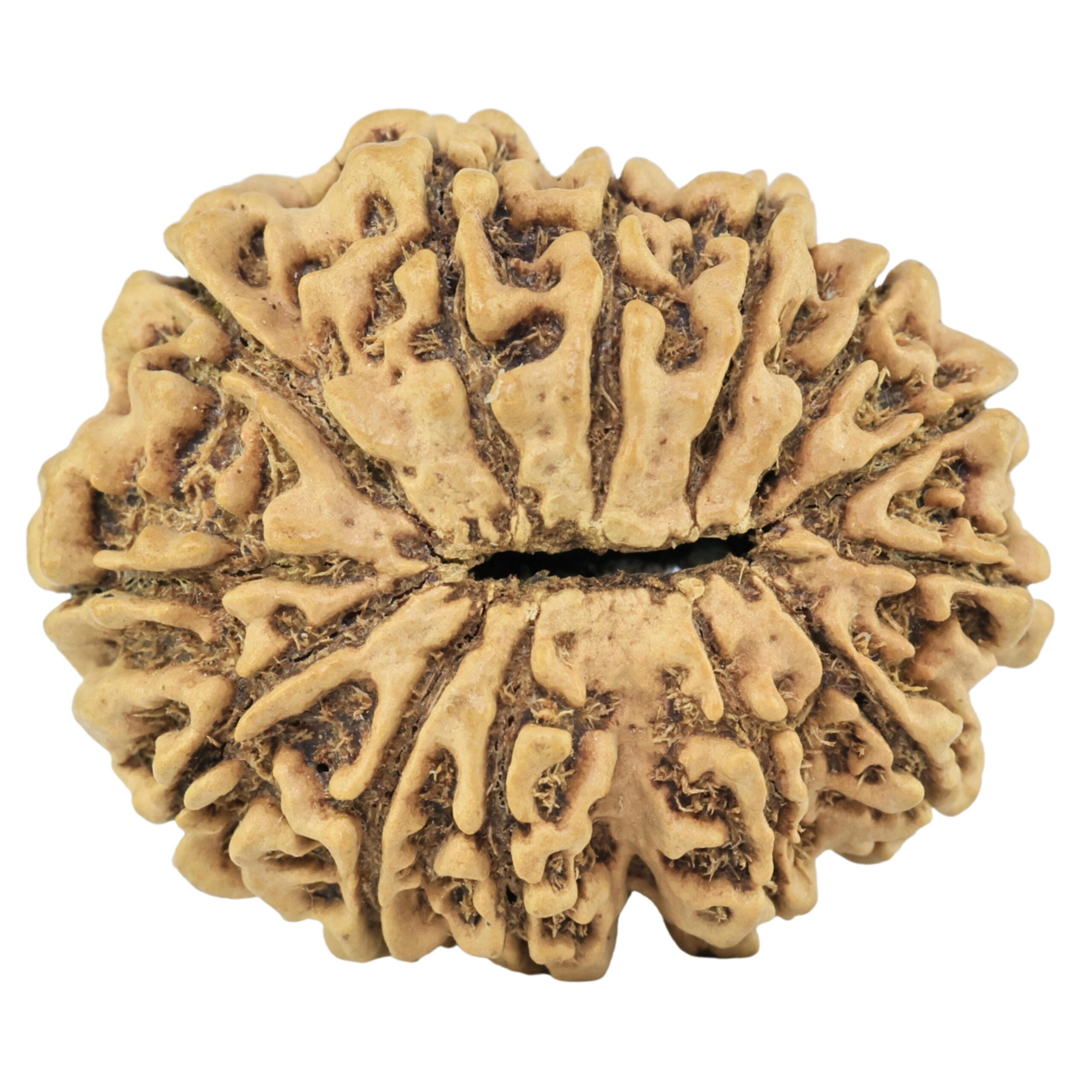 13 Mukhi Rudraksha 29.5mm 4.33gm - Rudraksha back