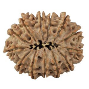 13 Mukhi Rudraksha 31.9mm 7gm - Rudraksha back