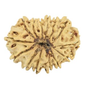 14 Mukhi Rudraksha 26.4mm 2.99gm - Rudraksha back