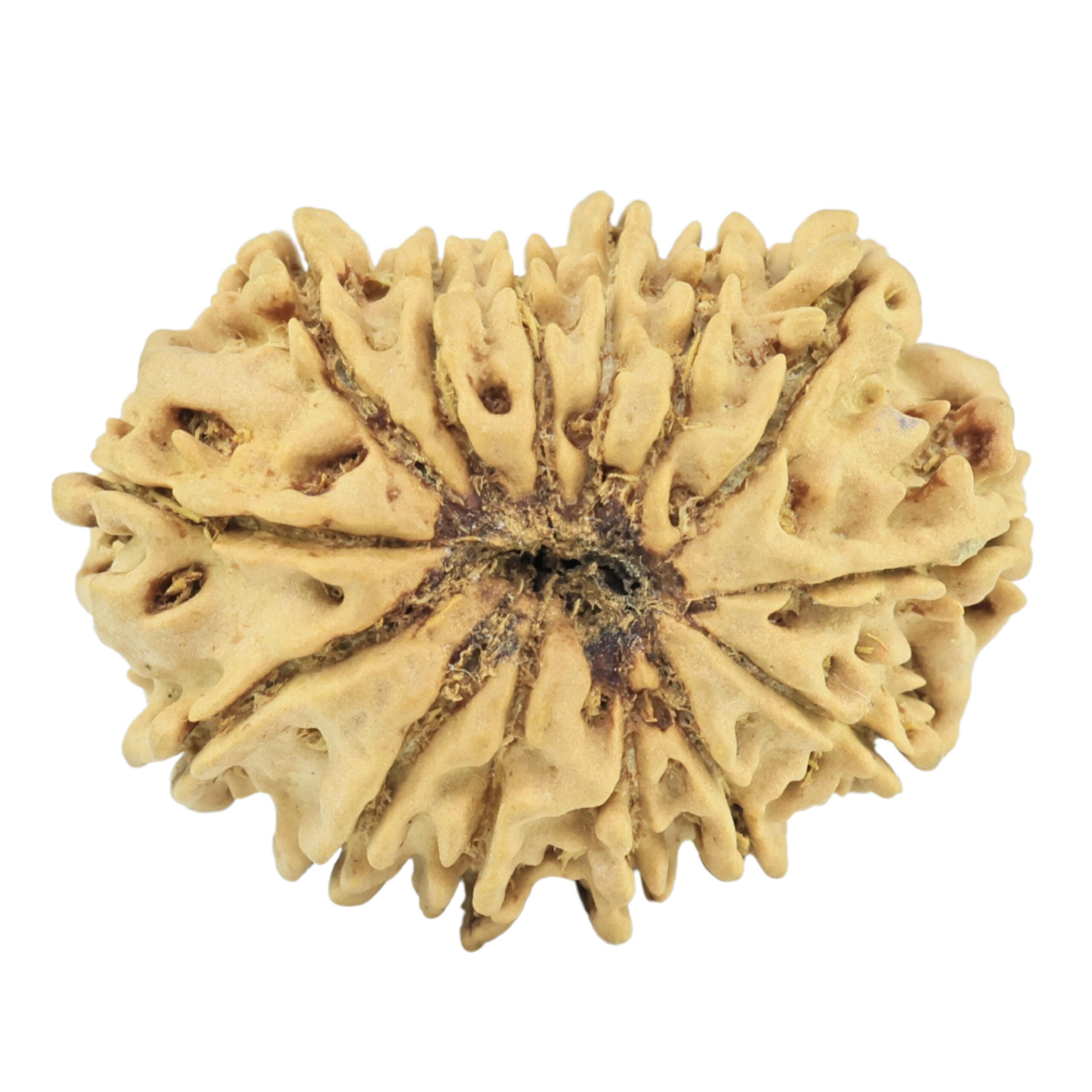 14 Mukhi Rudraksha 26.4mm 2.99gm - Rudraksha back