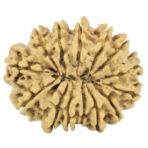 14 Mukhi Rudraksha 28.2mm 4.54gm - Origin: Nepal - Rudraksha back