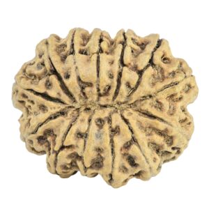 13 Mukhi Rudraksha 27.5mm 3.22gm - Rudraksha back