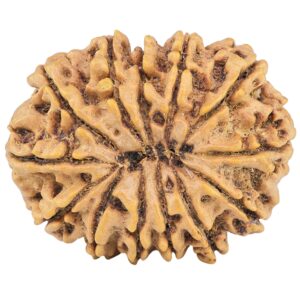 13 Mukhi Rudraksha 33.2mm 7.39gm - Rudraksha back