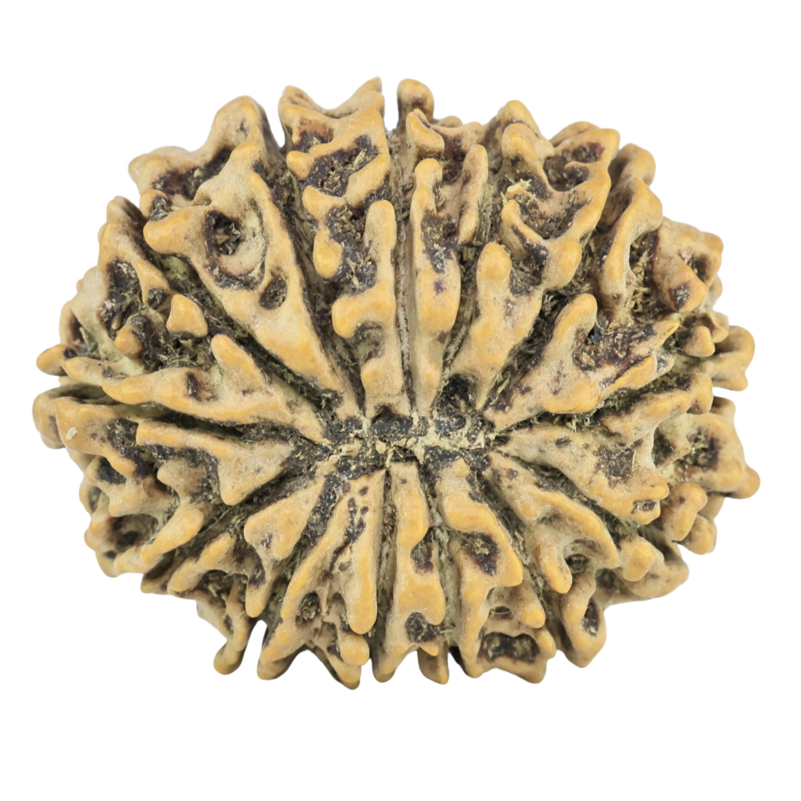 13 Mukhi Rudraksha 26mm 3.29gm - Rudraksha back