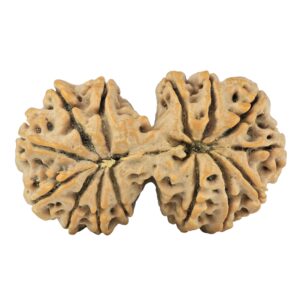14 Mukhi Gaurishankar 38.4mm 8.58gm - Rudraksha back