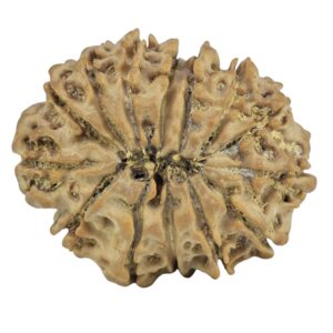 14 Mukhi Rudraksha 27.5mm 4.59gm - Rudraksha back