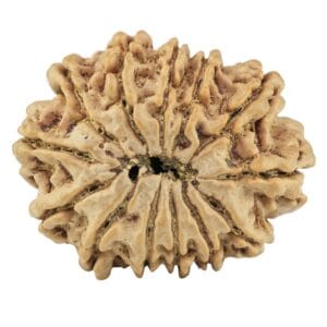 13 Mukhi Rudraksha 29.1mm 5.55gm - Rudraksha back