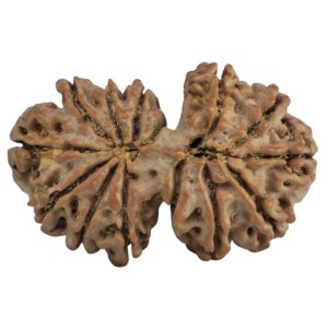 14 Mukhi Gaurishankar 34.5mm 6.44gm - Rudraksha back