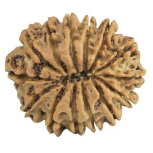 14 Mukhi Rudraksha 25.6mm 4.38gm - Rudraksha back