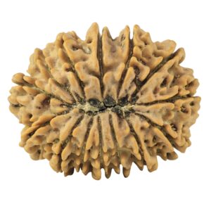 14 Mukhi Rudraksha 27.9mm 4.67gm - Rudraksha back