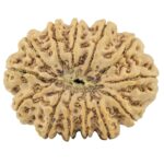 13 Mukhi Rudraksha 35mm 8.74gm - Rudraksha back