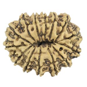 14 Mukhi Rudraksha 30.1mm 3.69gm - Rudraksha back