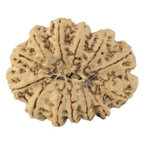 13 Mukhi Rudraksha 37.6mm 9.75gm - Rudraksha back
