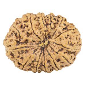 13 Mukhi Rudraksha 23.3mm 2.36gm - Rudraksha back