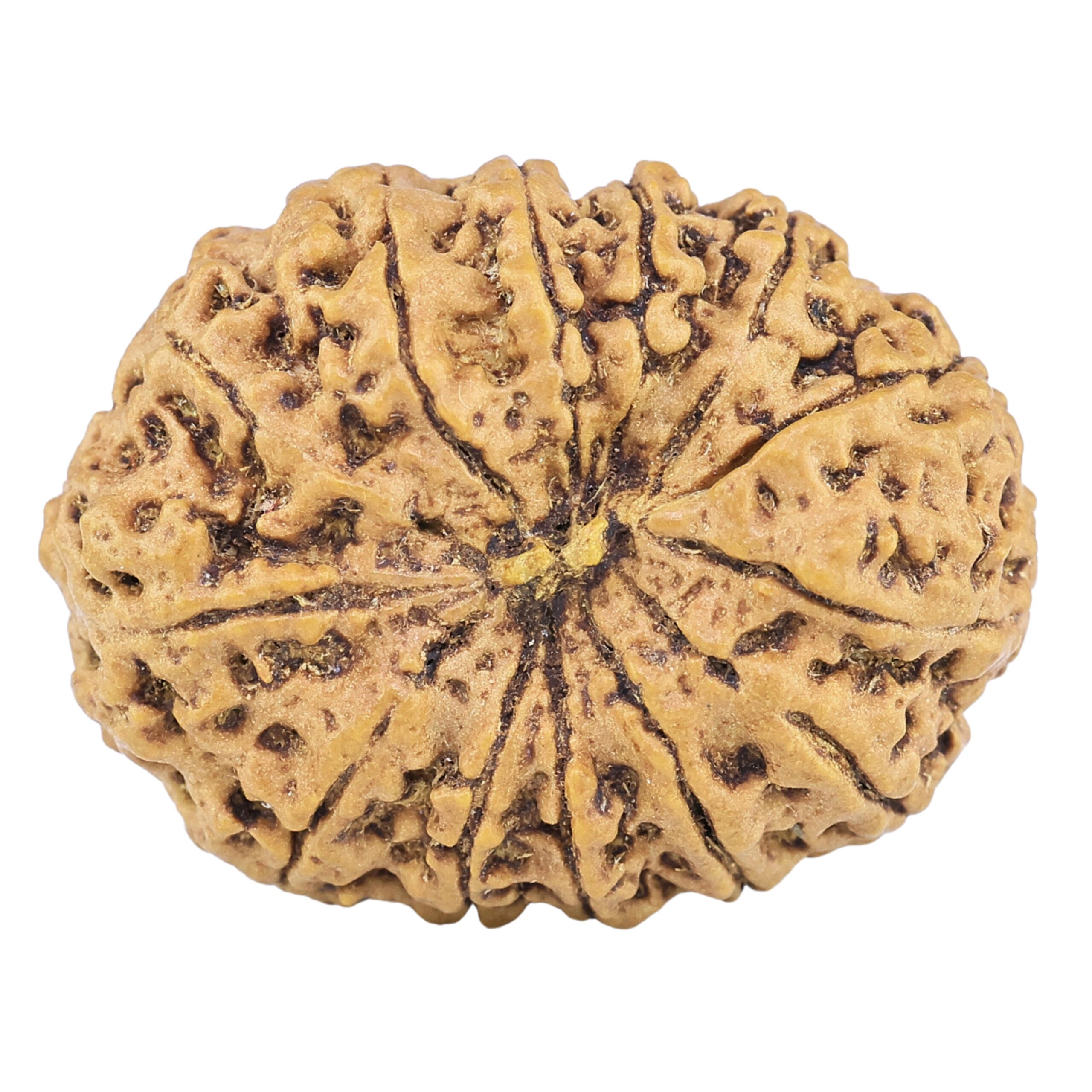 13 Mukhi Rudraksha 23.3mm 2.36gm - Rudraksha back
