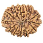 13 Mukhi Rudraksha 33.8mm 7.69gm - Rudraksha back