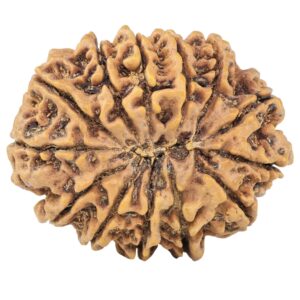13 Mukhi Rudraksha 33.8mm 7.69gm - Rudraksha back