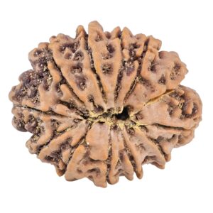 12 Mukhi Rudraksha 30.9mm 6.64gm - Rudraksha back
