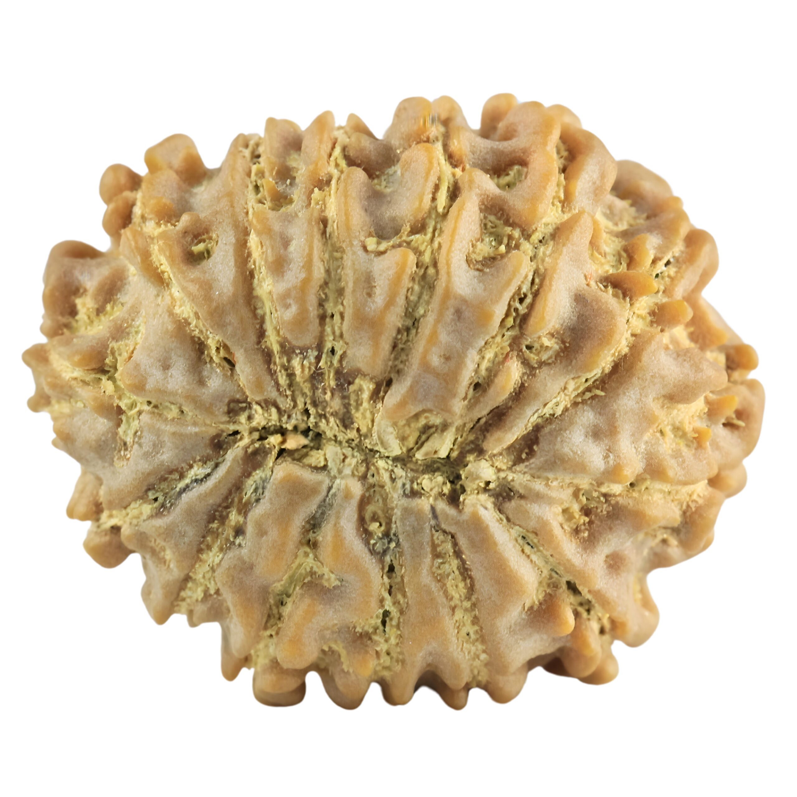 14 Mukhi Rudraksha 22.5mm 2.81gm - Rudraksha back