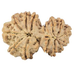 14 Mukhi Gaurishankar 35mm 7.22gm - Rudraksha back