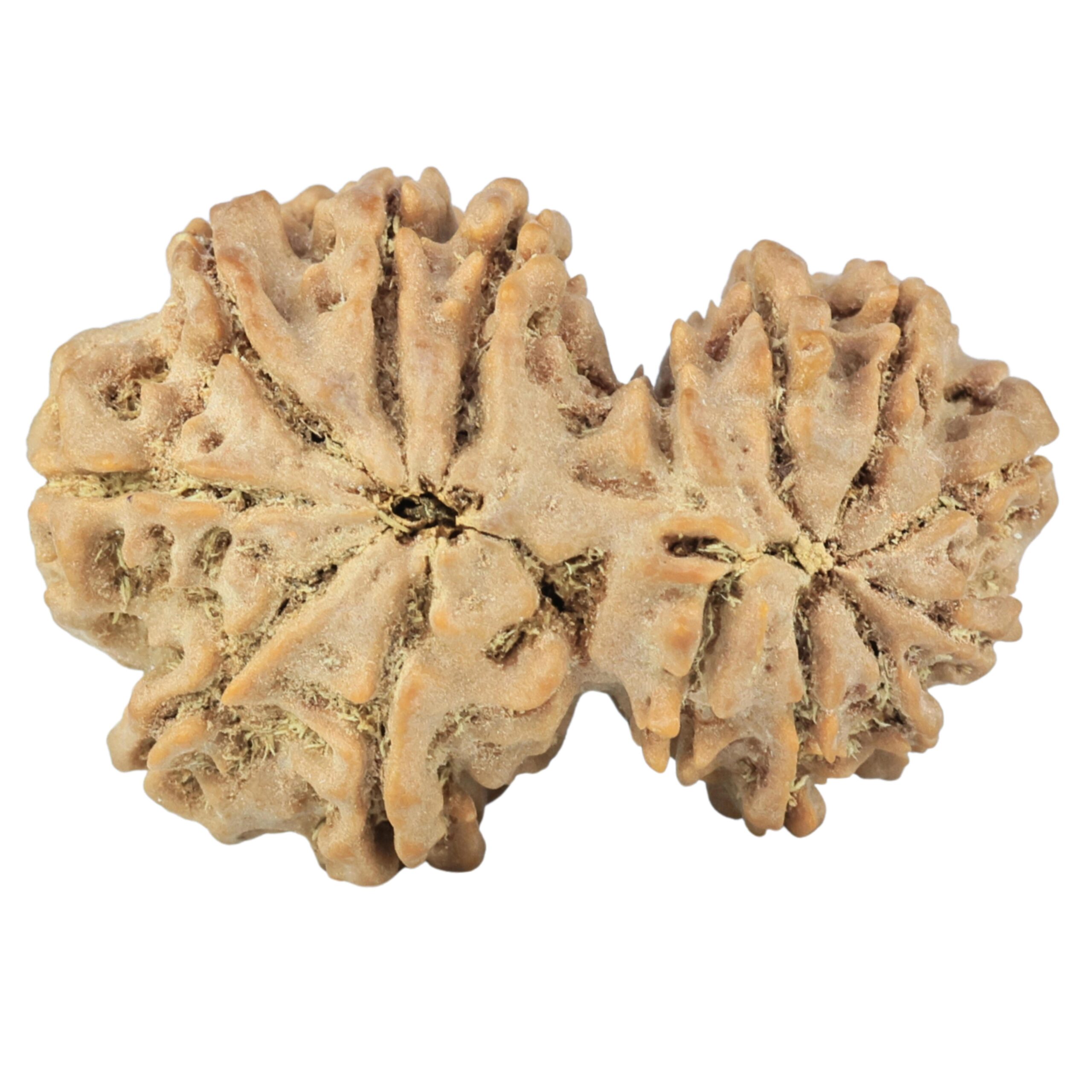 14 Mukhi Gaurishankar 35mm 7.22gm - Rudraksha back