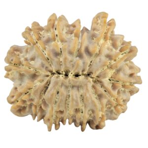14 Mukhi Rudraksha 27.4mm 5gm - Rudraksha back