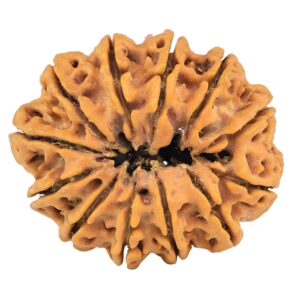 12 Mukhi Rudraksha 33mm 7.42gm - Rudraksha back