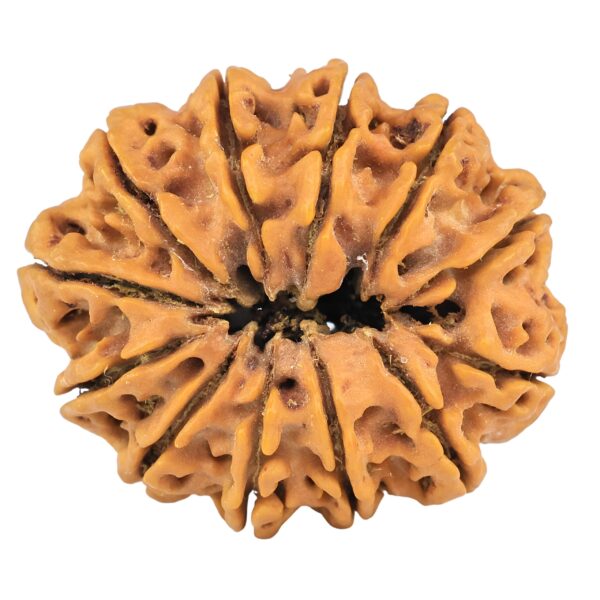 12 Mukhi Rudraksha 33mm 7.42gm - Rudraksha back