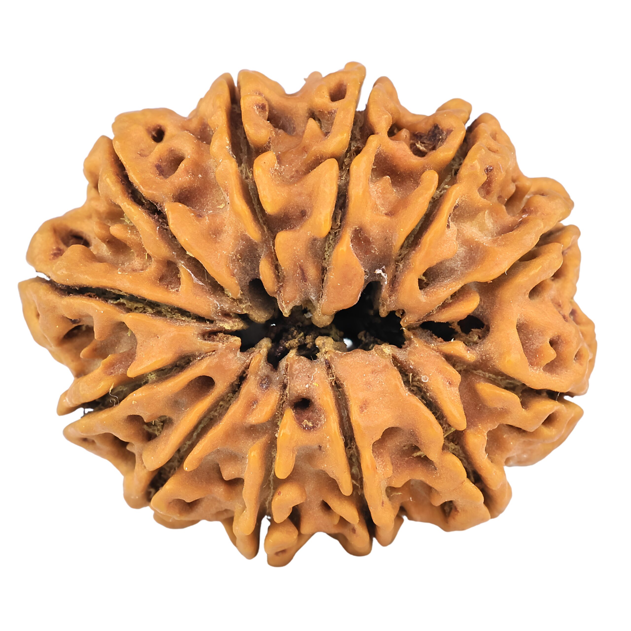 12 Mukhi Rudraksha 33mm 7.42gm - Rudraksha back