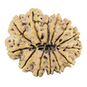 13 Mukhi Rudraksha 34.6mm 8gm - Rudraksha back