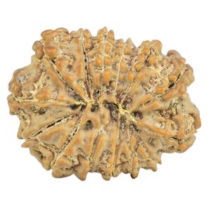 14 Mukhi Rudraksha 27.9mm 4.53gm - Rudraksha back