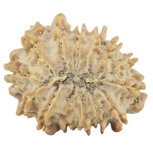 14 Mukhi Rudraksha 23.6mm 2.79gm - Rudraksha back