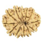 12 Mukhi Rudraksha 32.1mm 5.9gm - Rudraksha back