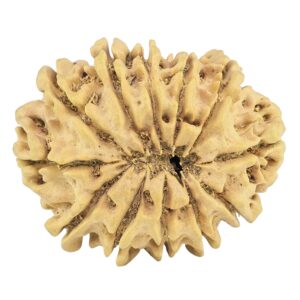 12 Mukhi Rudraksha 32.1mm 5.9gm - Rudraksha back