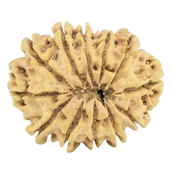 12 Mukhi Rudraksha 32.1mm 5.9gm - Rudraksha back