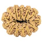 13 Mukhi Rudraksha 41.4mm 13gm - Rudraksha back