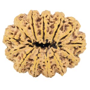 13 Mukhi Rudraksha 41.4mm 13gm - Rudraksha back
