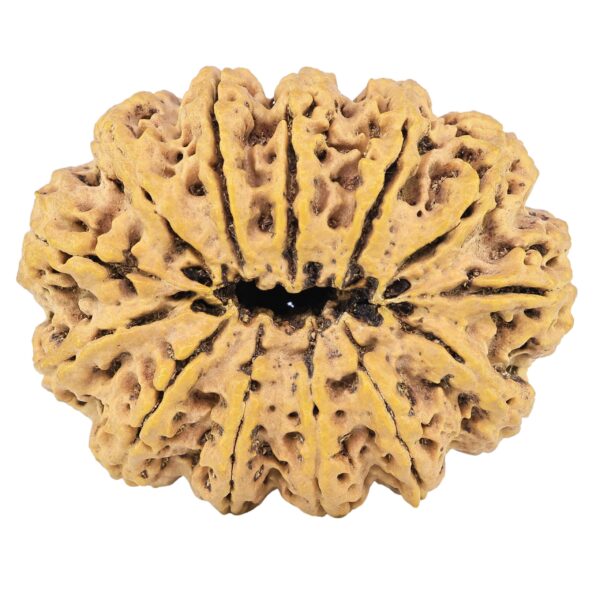 13 Mukhi Rudraksha 41.4mm 13gm - Rudraksha back